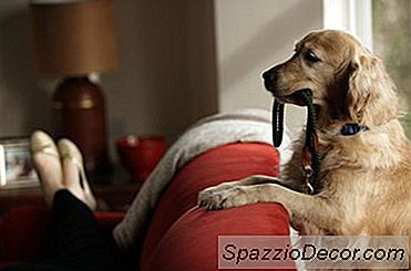 Hur Man Sy Hund Halsband