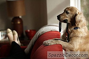 Cum De A Coase Coliere De Câine