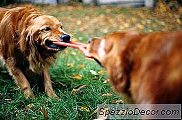 Agresif Oyun Köpeklerde Durdurmak Için Nasıl