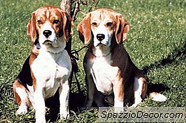 Cara Menghentikan Beagles Bertengkar Dengan Satu Sama Lain