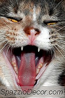 Como Parar Um Gato De Miados Constantes