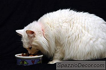 Como Parar Um Gato De Alimentação Gratuita
