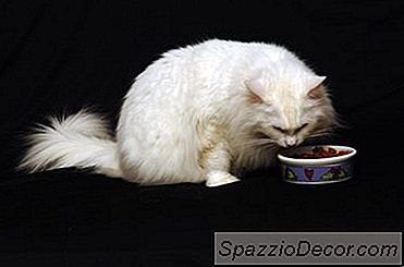 Comment Arrêter Un Chat De Trop Manger