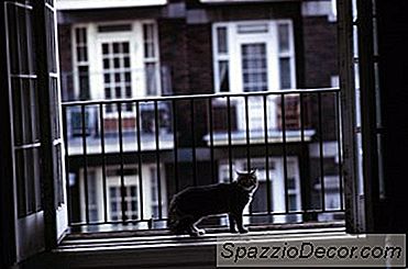 Como Parar Os Gatos De Saltar Em Uma Janela No Andar De Cima