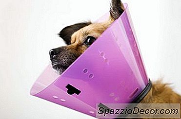 Cara Menghentikan Anjing Dari Menggigit Pada Pembalut