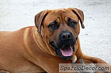 Cómo Detener A Un Perro De Molestar A Un Gato