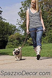 Como Impedir Um Cão De Defecar No Chão
