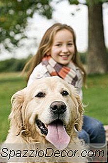 Sådan Stopper Du En Hund Fra At Spise Ting, Når Du Ikke Er Hjemme