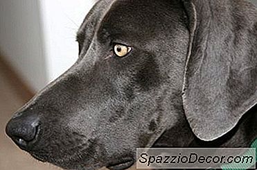 Como Parar O Odor Da Orelha De Um Cão