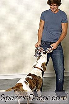 Cum Să Opriți Câinii Distrugând Casa În Timp Ce Ieșiți