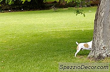 Como Parar Os Cães De Cavar As Raízes Das Árvores