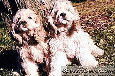 Como Parar Cães De Eliminar Em Jardas