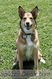 Cara Menghentikan Anjing Dari Pergi Ke Halaman Anda