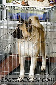 Hur Man Stoppar Hundar Från Att Markera Deras Territorium