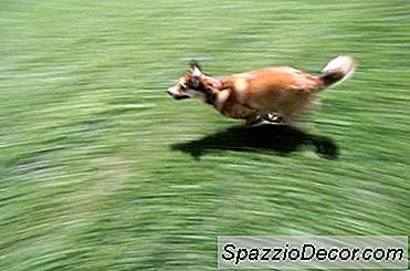 Hoe Te Voorkomen Dat Honden Weglopen