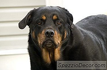 Cómo Detener A Los Perros De Las Alfombras Sucias