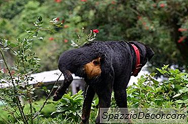 Köpeklerin Bitkilere İdrar Yapmasını Nasıl Önlerim?