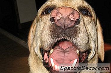 Como Parar Um Laboratório De Saltar Em Estranhos