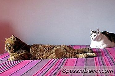 Hoe Een Nieuwe Kat Te Stoppen Om Agressief Te Zijn Tegenover Andere Katten In Huis