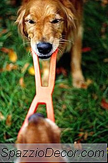 So Stoppen Sie Zwangsverhalten Bei Einem Hund
