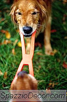 Cara Menghentikan Perilaku Obsesif Pada Anjing