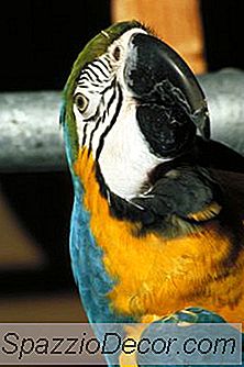 Cómo Detener A Un Loro De Masticar Sus Plumas