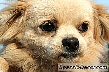 Como Impedir Que Um Animal De Estimação Vá Ao Banheiro Da Casa