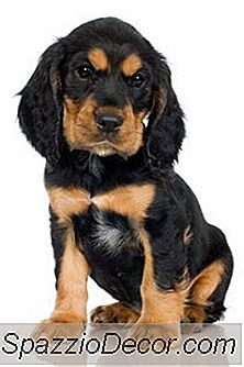 Como Parar Um Filhote De Cachorro Do Jogo Snipping