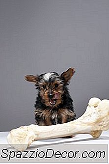 Làm Thế Nào Để Ngăn Chặn Một Con Chó Con Lấy Đồ Chơi