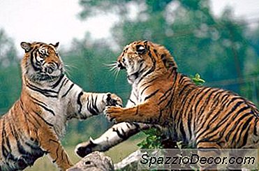어떻게 성장하고 & 커프 서로에서 고양이를 중지하려면