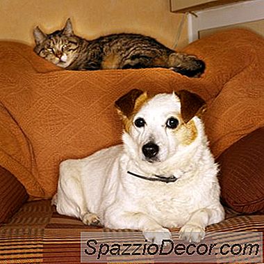 Köpeğinizin Kedinizin Ardından Olmasını Nasıl Önlersiniz?