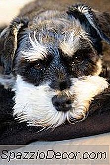 Cara Menghentikan Schnauzer Miniatur Anda Dari Mengunyah