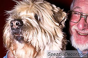 Comment Prendre Soin D'Un Manteau De Wheaten Terrier