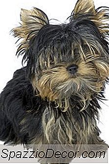 Bir Yorkie Poo Nasıl Bakımı