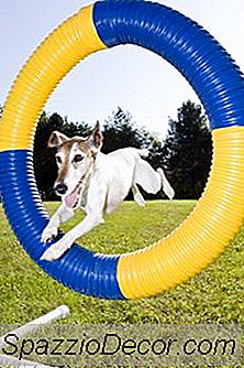 Hvordan Man Tager Sig Af Din Nye Fox Terrier