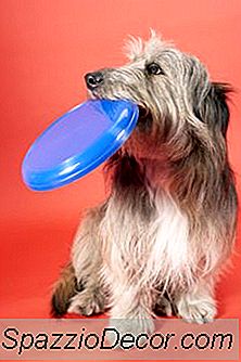 Hoe Disc Dogs Trucs Leren