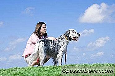 Hoe Een Hond Te Leren Niet Op Je Kleren Te Springen