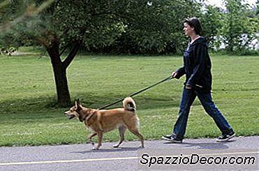 Cum Să Înveți Un Câine La Poo