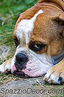 Sådan Lærer Du Tricks Til En Engelsk Bulldog