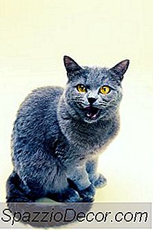 Slik Forteller Forskjellen I En Russisk Blå Katt Fra En Katt