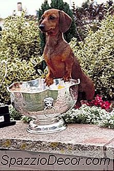 How To Toilet-Train A Puppy Outdoors