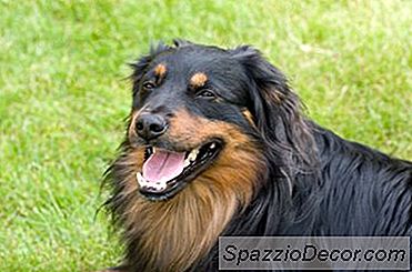 Hvordan Trene Aggressive Hunder