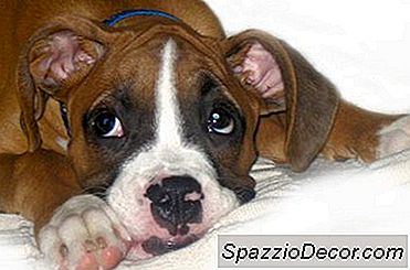 Como Treinar Um Cão Boxer Para Ser Em Torno De Pessoas Idosas