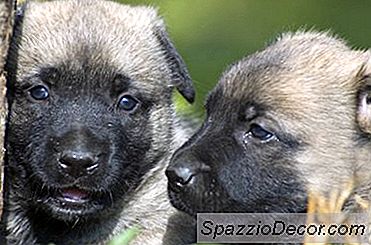 Come Addestrare Un Cucciolo Ringhiante