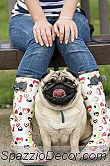 Como Treinar Pugs