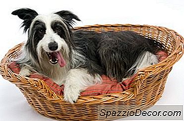 Wie Man Einen Welpen Trainiert, Um Das Pad Zu Benutzen Und Nachts Zu Schlafen