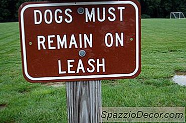 How To Train A Wheaten Terrier To Walk On A Leash