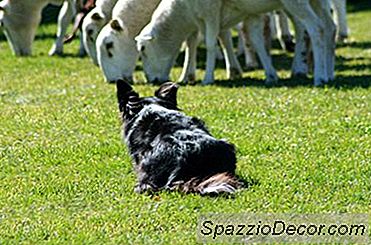 Wie Trainiere Ich Meinen Border Collie Welpen, Um Tot Zu Spielen?