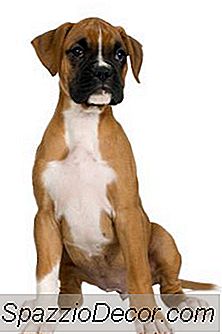 Como Treinar Seu Boxeador Para Falar