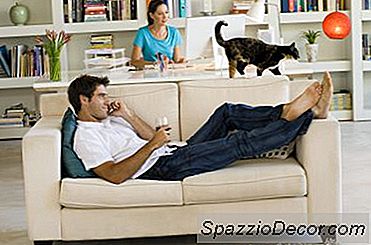 Cara Mentransfer Kucing Untuk Makanan Kering Dewasa